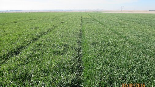 Figure 1.  Red Willow County winter wheat variety plot.