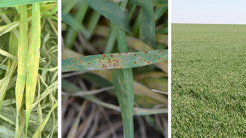 Photos of 3 wheat fields: with stripe rust, leaf rust, and healthy 