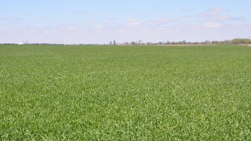 Wheat field April 27, 2017