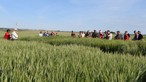 Wheat Field Day