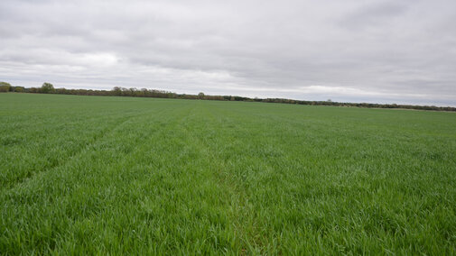 Wheat field in Saline County April 28, 2016