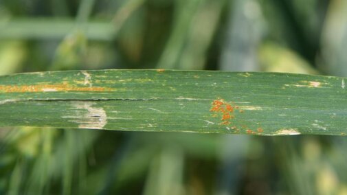 Leaf rust in wheat at the UNL Havelock Farm