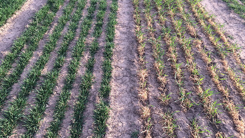 Wheat variety plots at Stumpf 2016