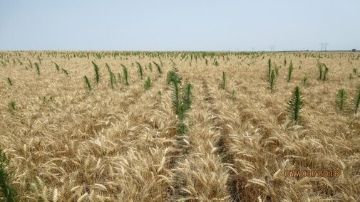 Weeds extending above mature wheat