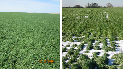 Two wheat fields in western Nebraska