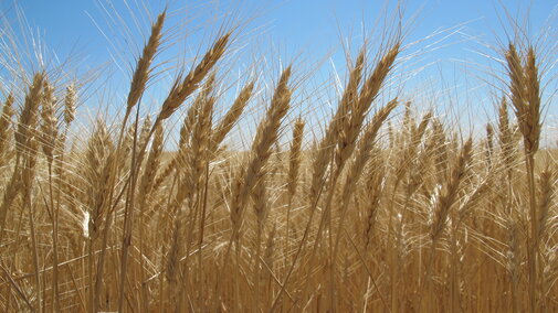 wheat nearing harvest