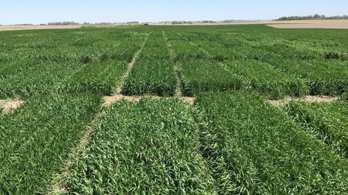 Wheat variety trials
