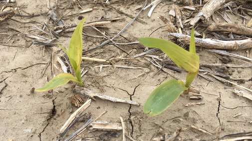 Yellow seedling corn