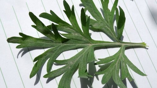 Absinth wormwood leaf