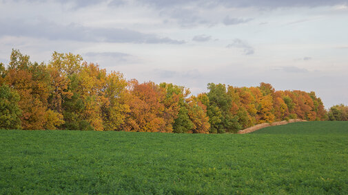 Field of green alfalfa surrounded by yellow and orange trees in autumn