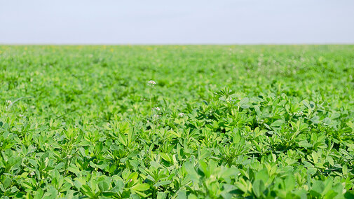 A field of healthy green alfalfa in spring under a cloudy sky. 