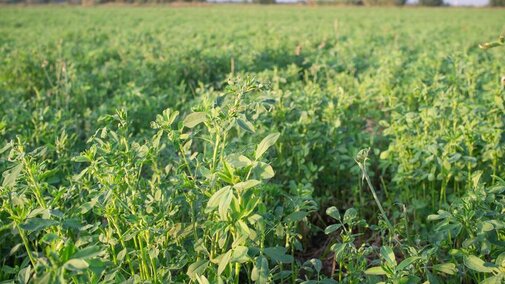 Green alfalfa field