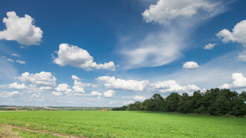 alfalfa field on bright day