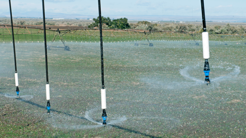 Irrigating alfalfa field during autumn