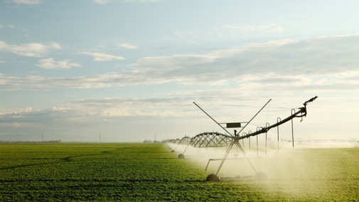 center pivot irrigating alfalfa field
