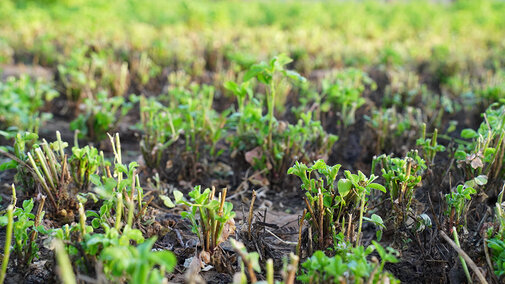 Alfalfa regrowth emerging from recently cut stems after harvest, showing healthy green shoots as plants mature.