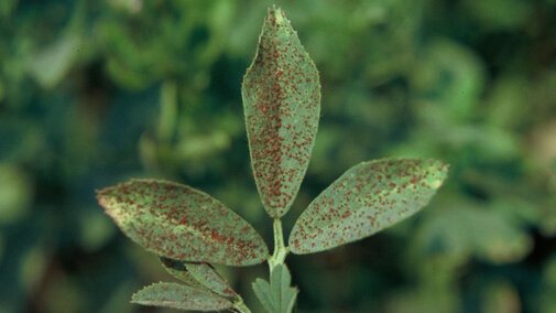 Alfalfa rust