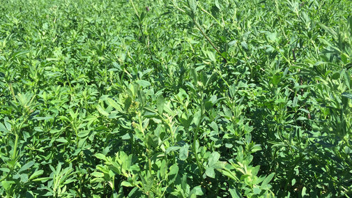 alfalfa field