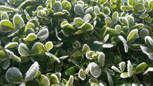 Closeup of green alfalfa leaves covered in light spring frost