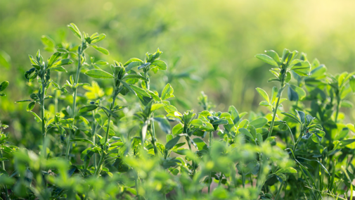 Alfalfa field during summer