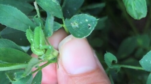 alfalfa weevil feeding on trifoliates