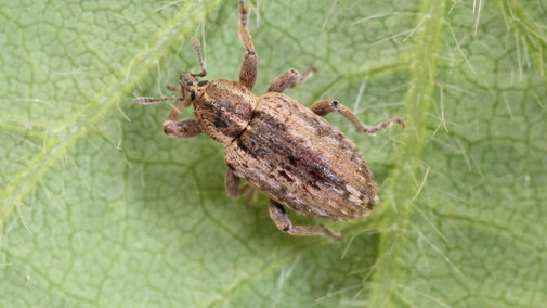 alfalfa weevil on leaf