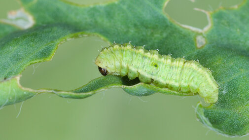 alfalfa weevil larva eating alfalfa leaf