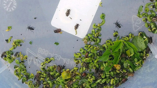 Alfalfa weevil larvae and adults