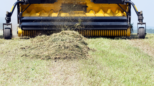 Alfalfa windrow being collected by harvester