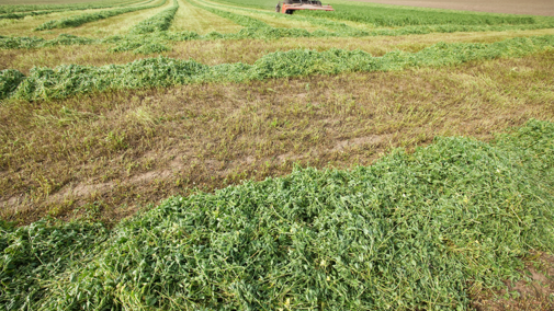 Alfalfa windrows