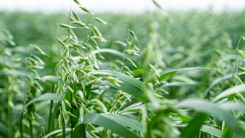 oat field