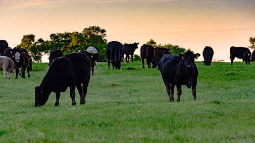 Angus cattle feed in pasture