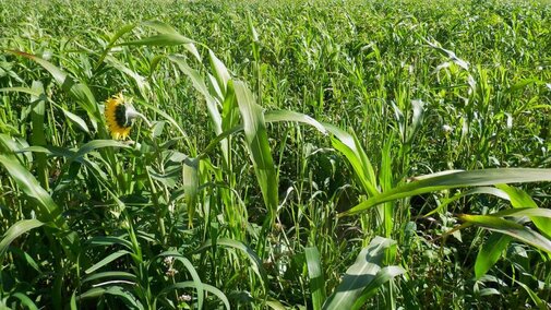 Annual forage field