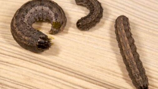 army cutworms