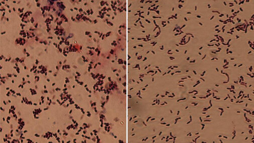 A comparison of the bacteria that cause bacterial wilt of dry beans and Gossâ wilt of corn. The rods of Curtobacterium (left) in the dry bean wilt pathogen are shorter and fatter than the Gossâ wilt pathogen, Clavibacter (right).  