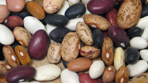 Dry edible beans
