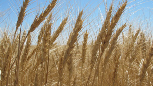 Wheat field