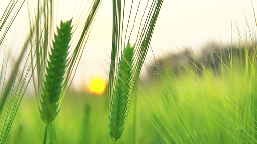 barley field