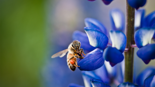 Bee on flower