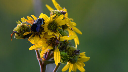 Bee on yellow flowers