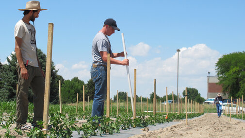 Graduate student Ben Samuelson and research technician John Stark install poles and twine for  trellising to support the young pepper plants in the research plot at Scottsbluff. Extension  Educator Gary Stone is in the background