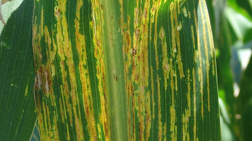 Bacterial Leaf Streak of Corn