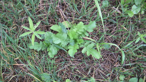 Broadleaf weeds 