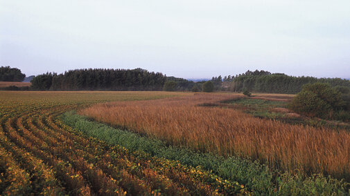 Grass and tree riparian buffer