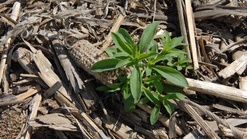 kochia plant growing in a field