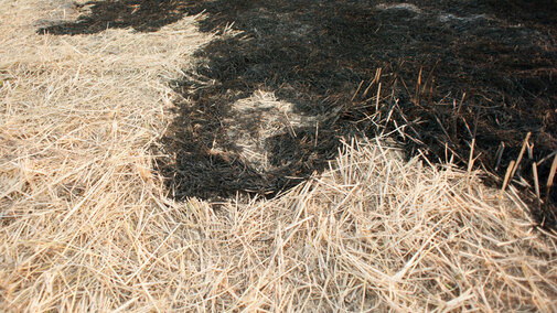 Burned field