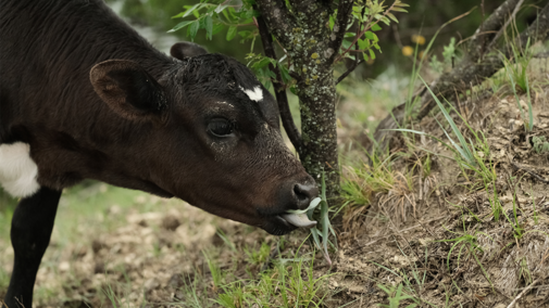 calf eating young yucca plant