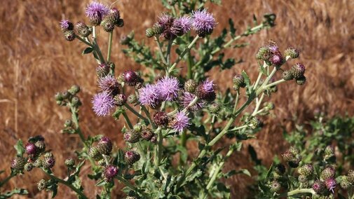 Canada thistle plant