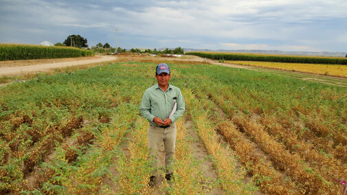 Carlos Urrea in a field of chickpea disease resistance trials.