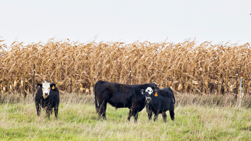 Cattle feed in pasture adjacent to corn field